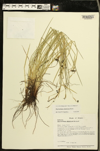 Sisyrinchium atlanticum image