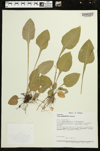 Viola primulifolia image