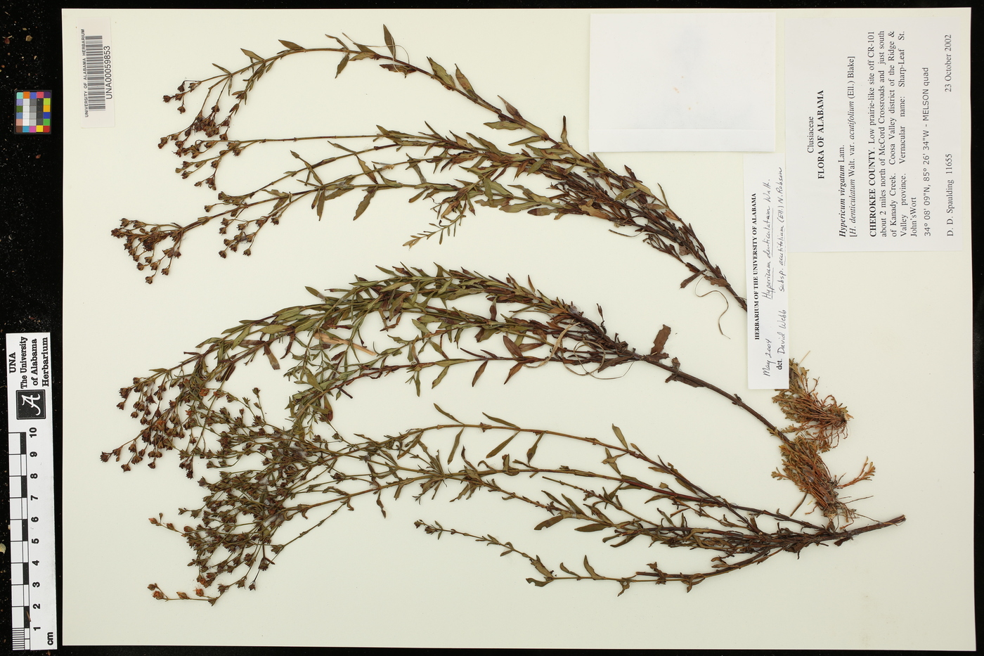 Hypericum denticulatum subsp. acutifolium image