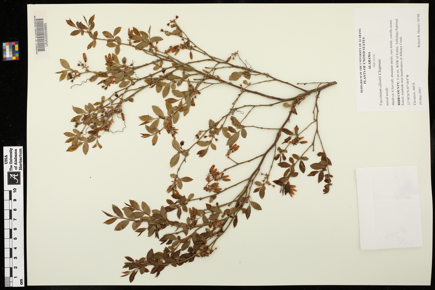 Vaccinium elliottii image