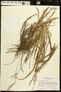 Paspalum boscianum image