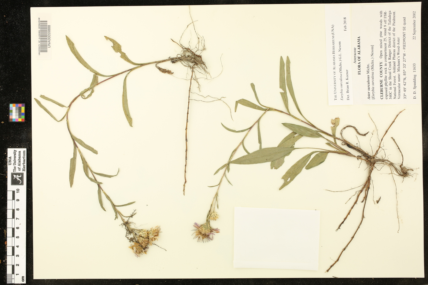 Eurybia surculosa image