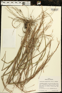 Schizachyrium scoparium subsp. scoparium image