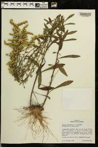 Solidago nemoralis var. nemoralis image