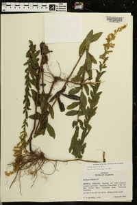 Solidago fistulosa image