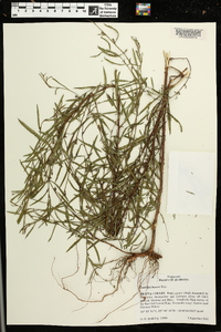 Ludwigia linearis image