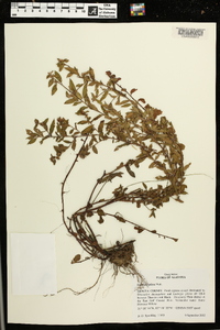 Ludwigia pilosa image