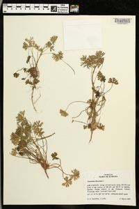 Geranium dissectum image