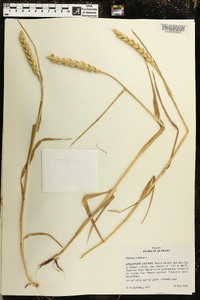 Triticum aestivum image