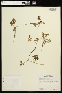 Nemophila aphylla image