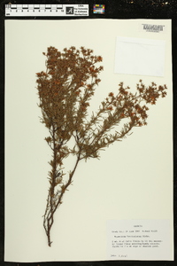 Hypericum fasciculatum image