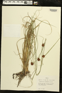 Rhynchospora cephalantha image