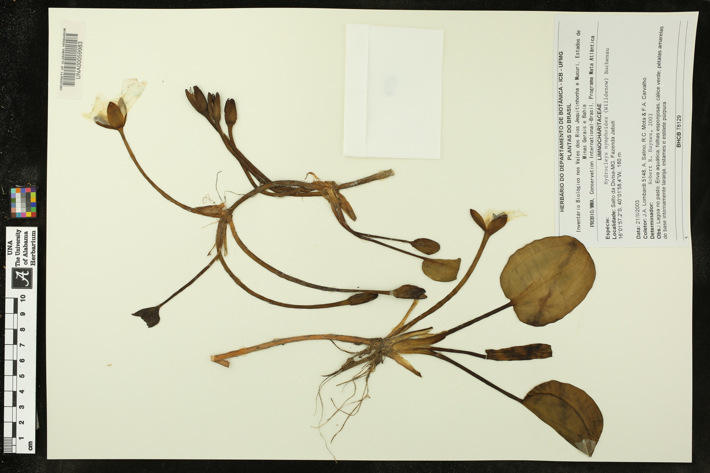 Hydrocleys nymphoides image