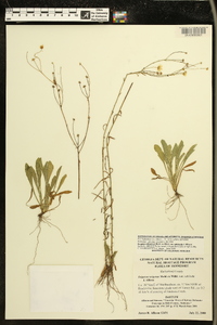 Erigeron strigosus var. calcicola image