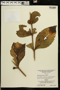 Silphium glutinosum image