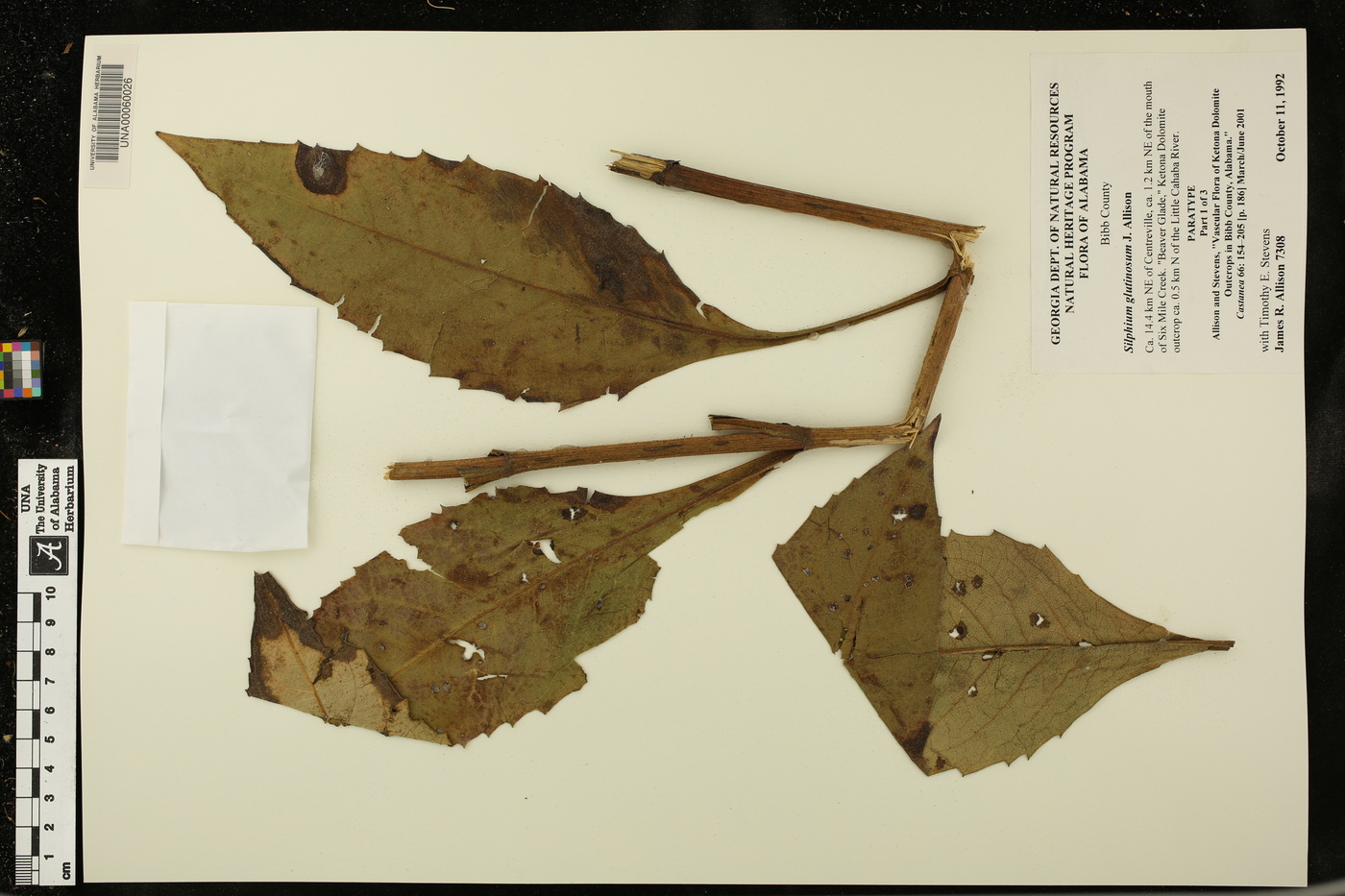 Silphium glutinosum image