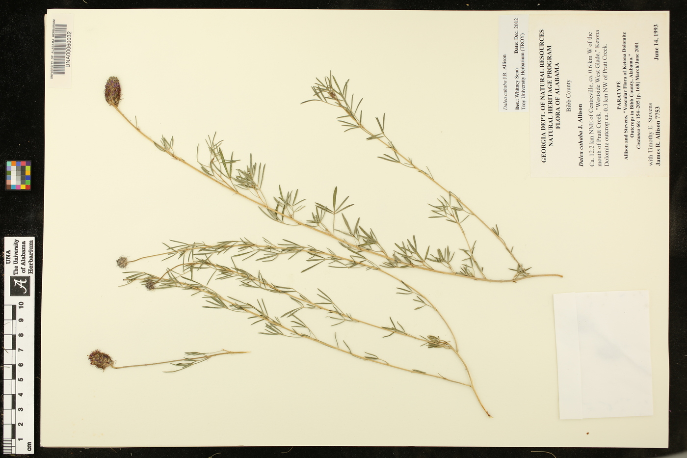 Dalea cahaba image