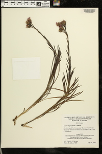 Liatris oligocephala image