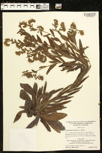 Onosmodium decipiens image