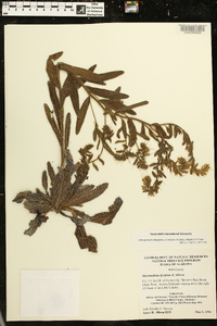 Lithospermum decipiens image