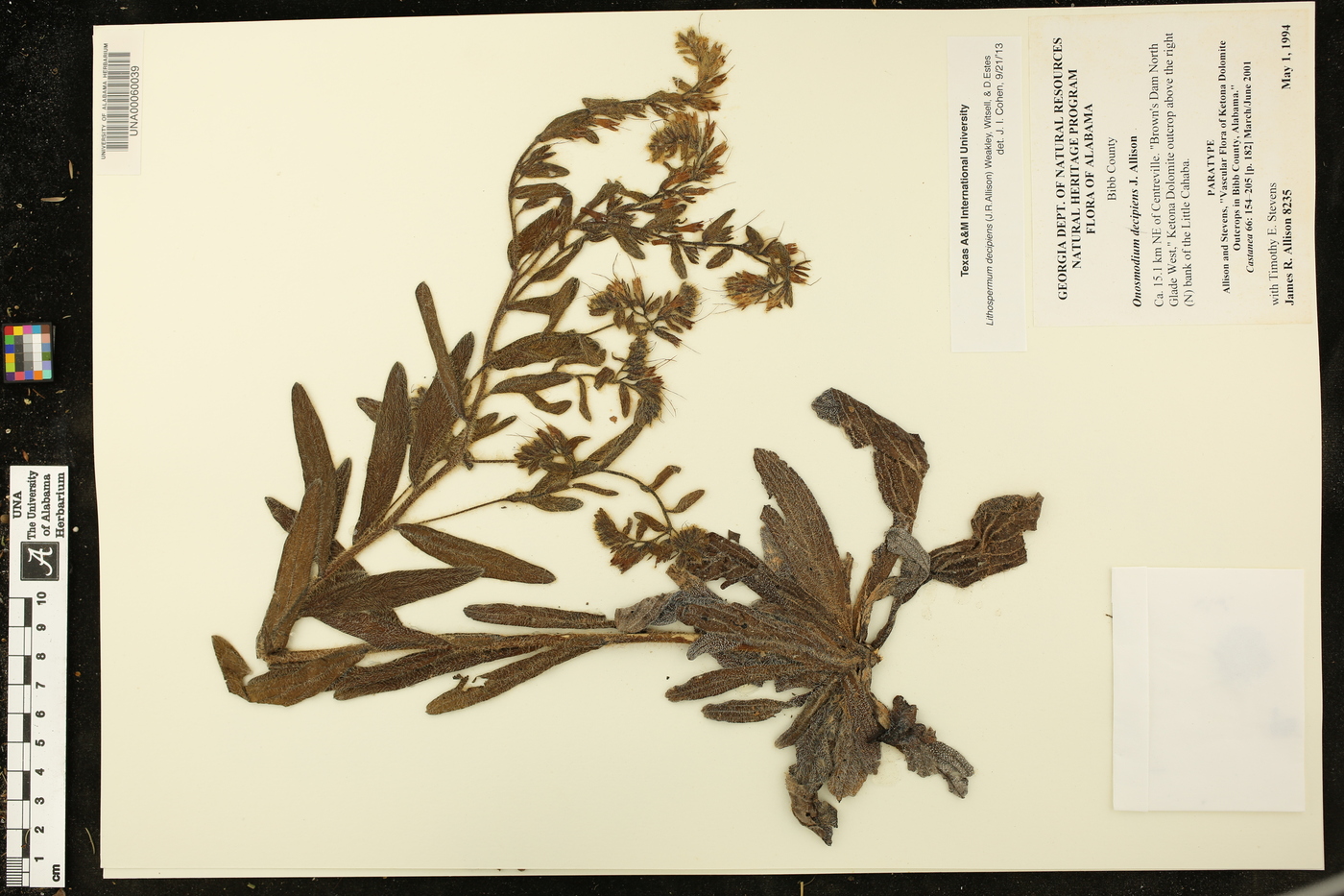 Lithospermum decipiens image