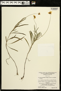 Coreopsis grandiflora image