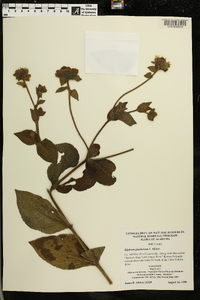 Silphium glutinosum image