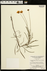Coreopsis grandiflora var. inclinata image