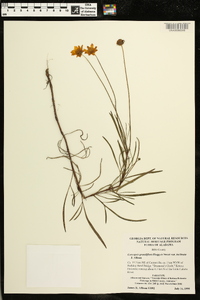 Coreopsis grandiflora image