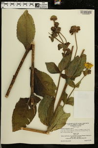 Silphium perplexum image