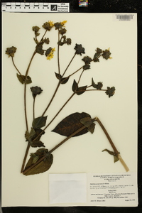 Silphium perplexum image