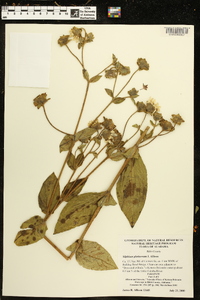 Silphium glutinosum image