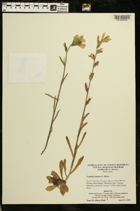 Castilleja kraliana image