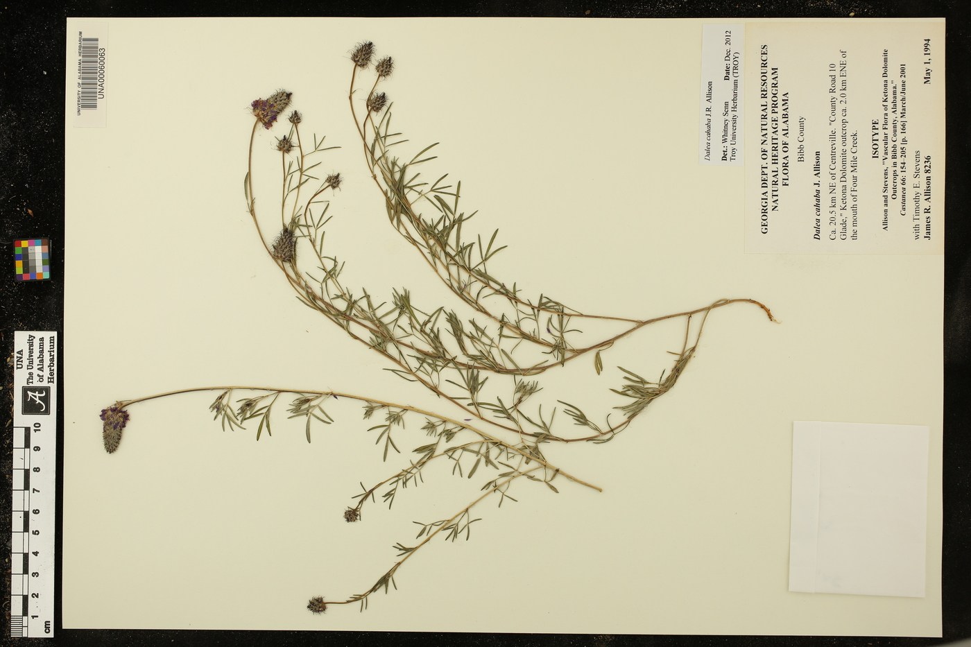 Dalea cahaba image