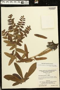 Lithospermum decipiens image