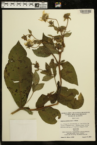 Silphium glutinosum image