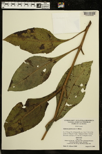 Silphium glutinosum image