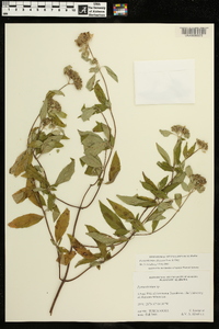 Pycnanthemum albescens image