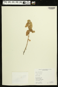 Image of Stachys affinis