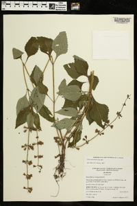 Salvia urticifolia image