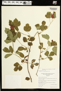 Rubus flagellaris image