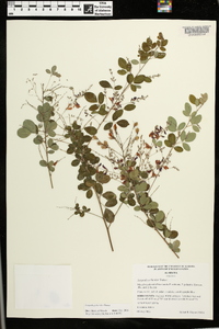 Lespedeza bicolor image