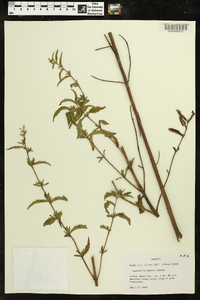 Eupatorium mohrii image