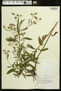 Eupatorium semiserratum image