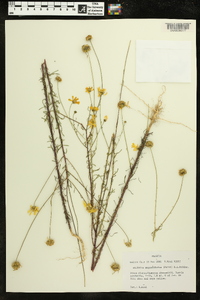 Balduina angustifolia image