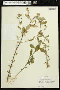 Sida rhombifolia image