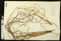 Andropogon ternarius image