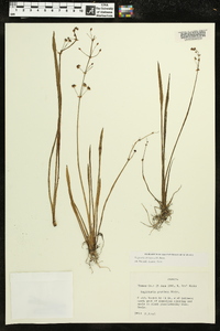 Sagittaria graminea image