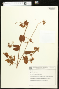 Bauhinia glabra image