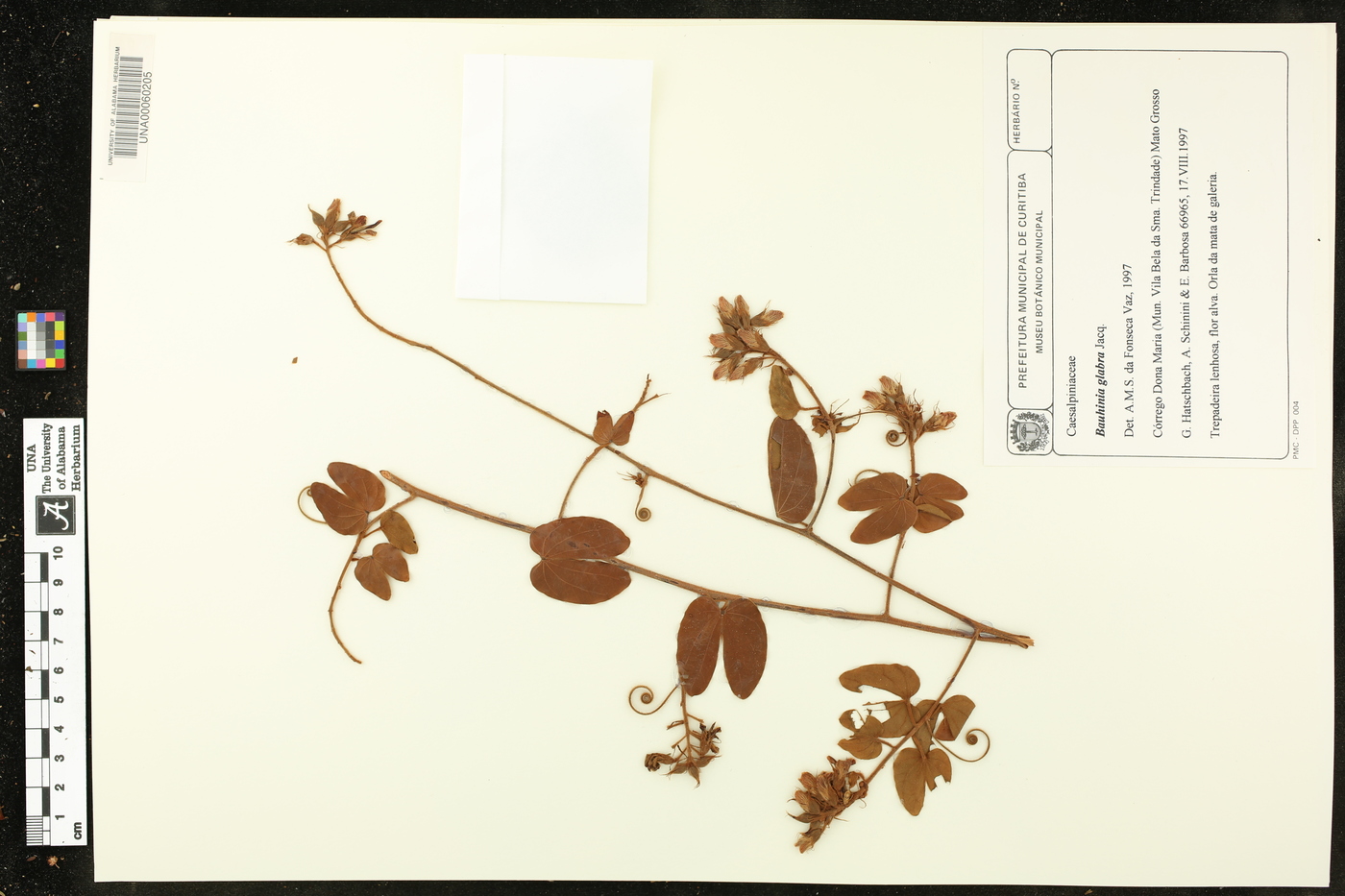 Bauhinia glabra image